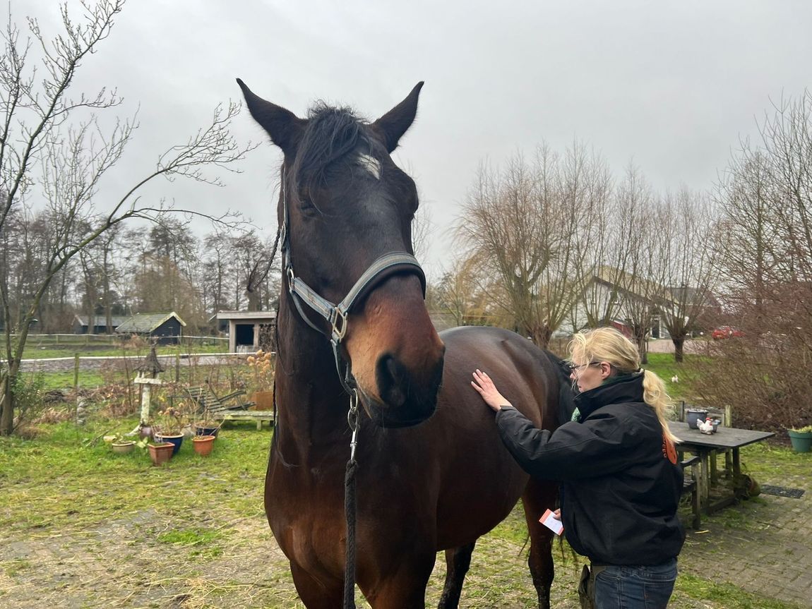 Een persoon aait een donkerbruin paard in een landelijke tuin.