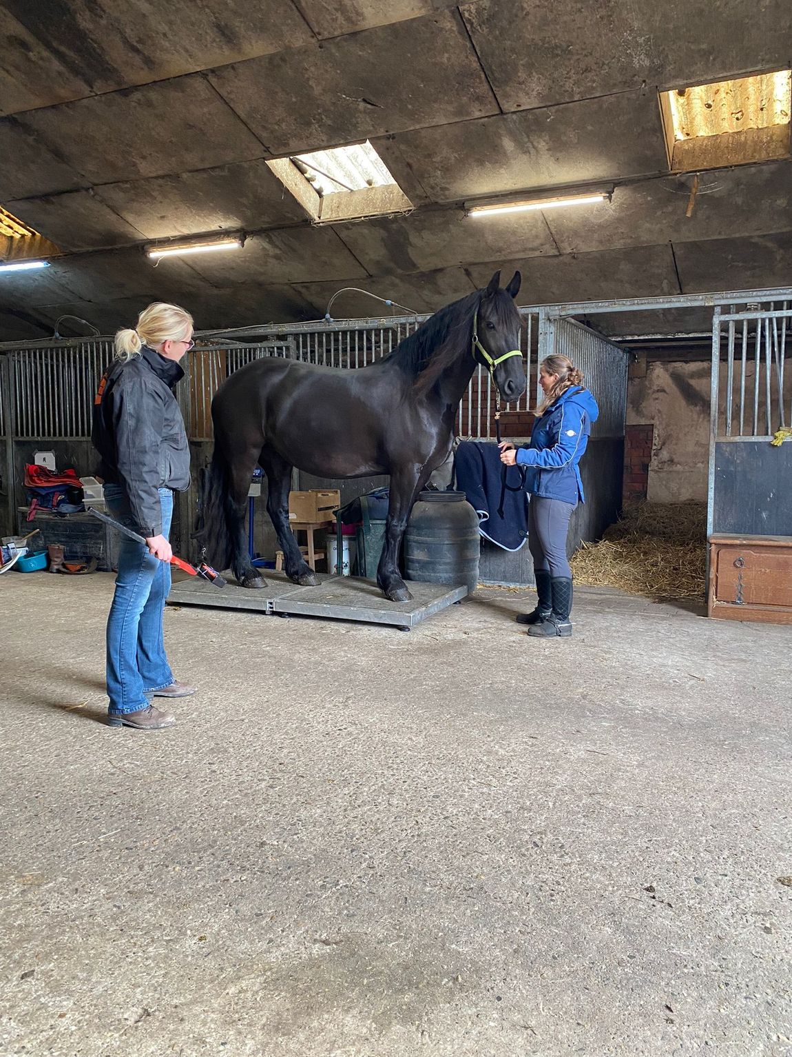 Twee mensen staan ​​bij een zwart paard in een stal onder een laag plafond met een dakraam.