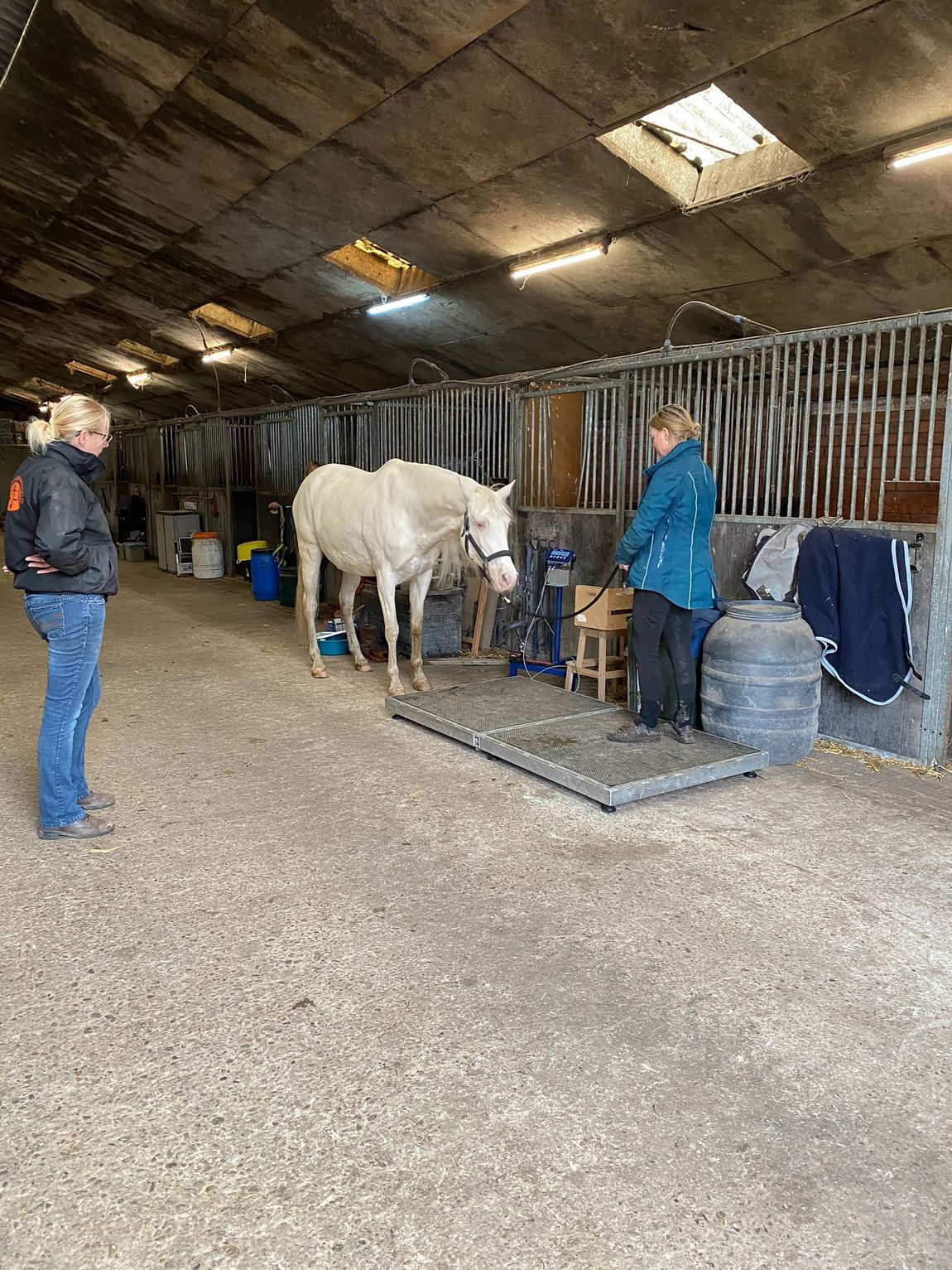 Een paard wordt verzorgd in een stalgang, met twee mensen in de buurt en boxen langs de muur.