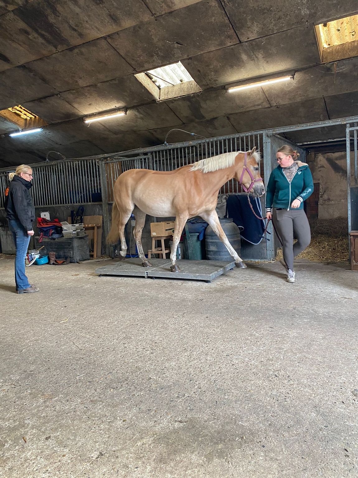 Een paard staat in een stalgang met twee mensen in de buurt, waarvan er één het halstertouw vasthoudt.
