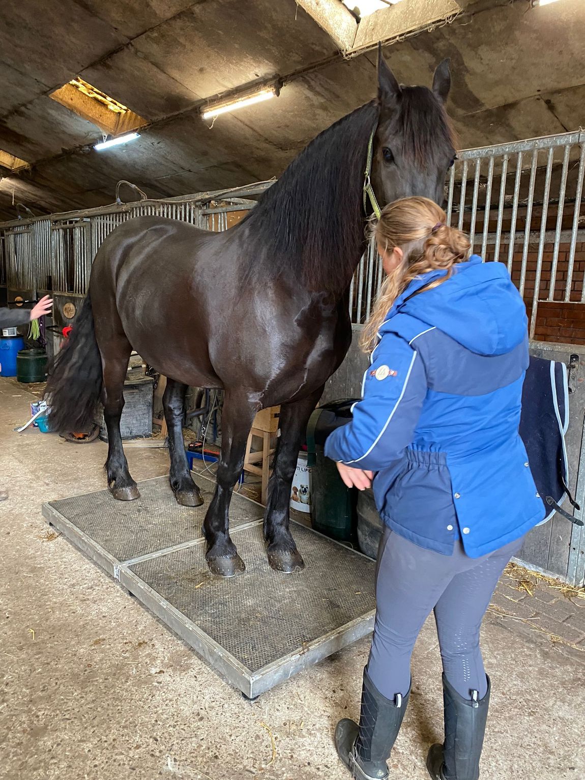 Een persoon in een blauwe jas staat naast een groot zwart paard in een stal.