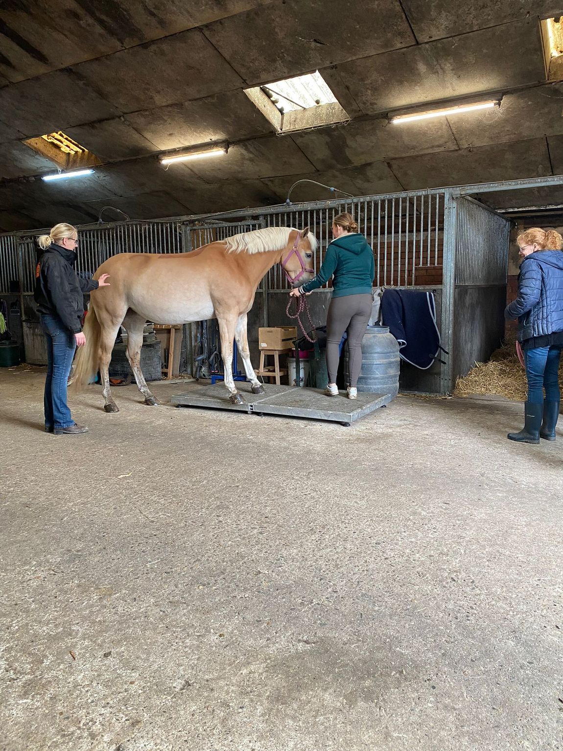 Mensen wegen een lichtbruin paard in een stal, terwijl verschillende verzorgers erbij staan.