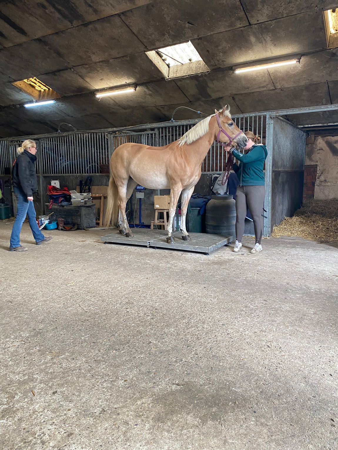 Een paard staat op een platform in een stal terwijl twee mensen het verzorgen onder fel stallicht.