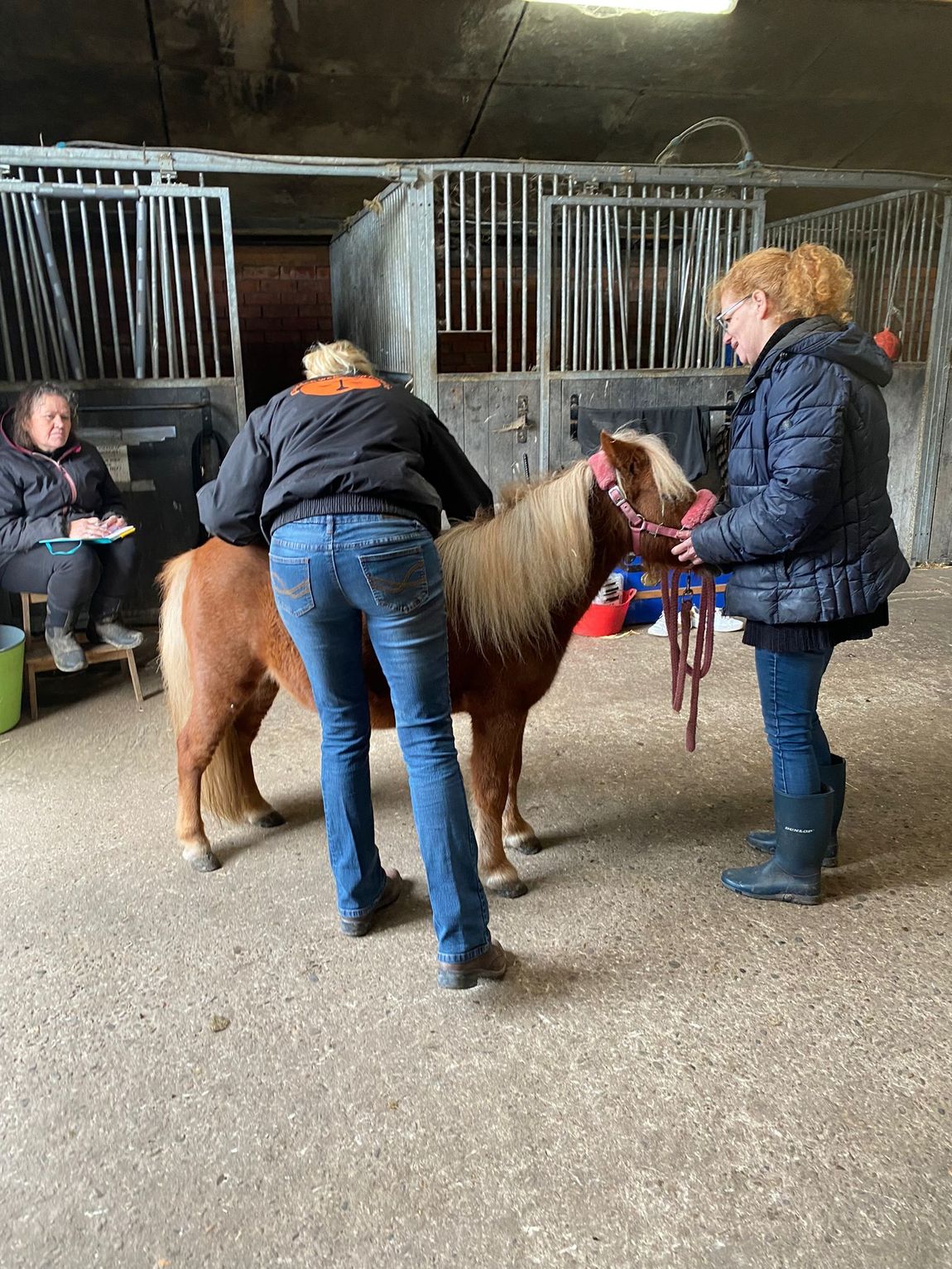 Twee volwassenen verzorgen een kleine bruine pony in een stalgang, terwijl een zittende persoon toekijkt.