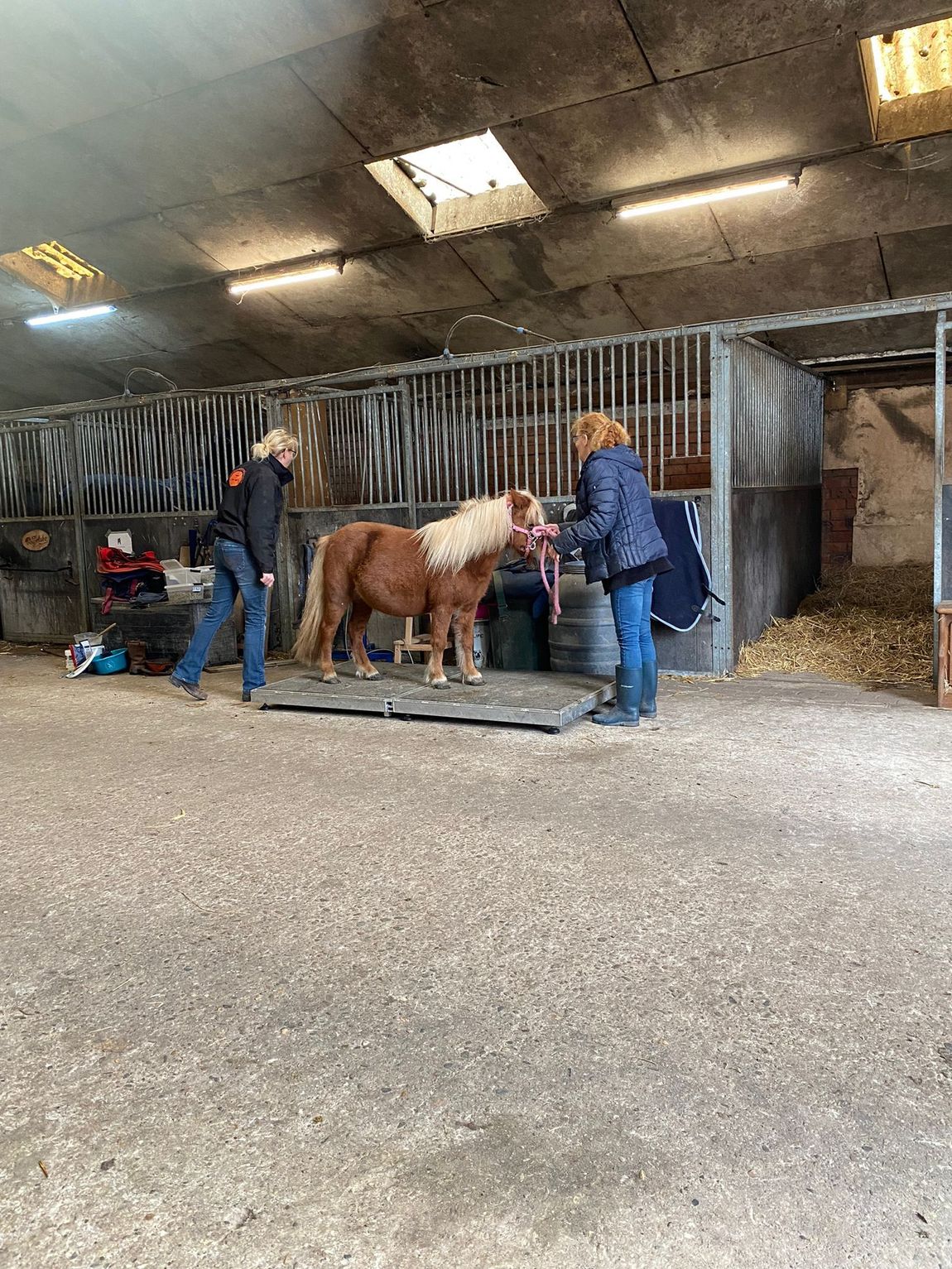 Mensen verzorgen een klein paard in een stalgang met boxen en hooibalen.