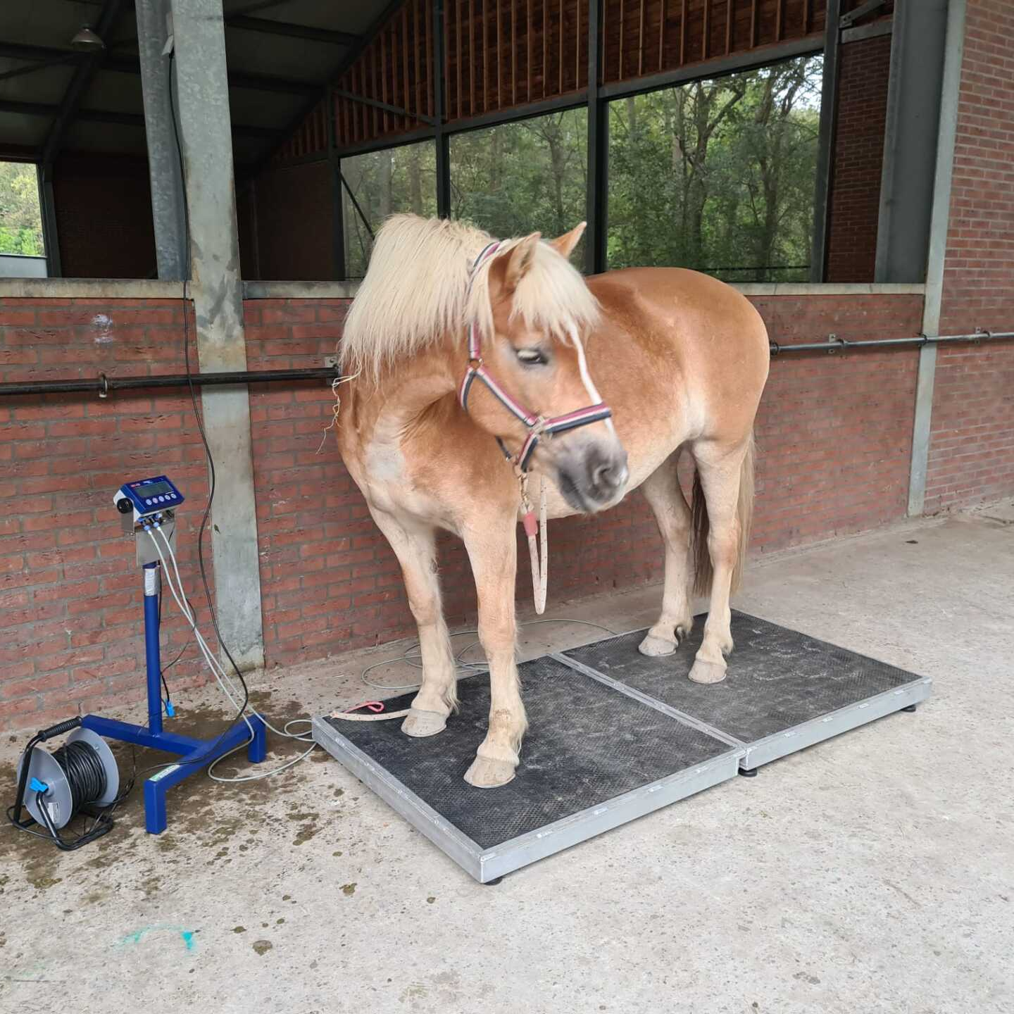 Een kleine, lichtbruine pony staat op een verhoogd platform naast een blauwe weegschaal in een stal.