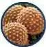 Round, textured brown flowers.