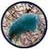 Oval view of a teal-colored mass with a rough, brown, textured background.
