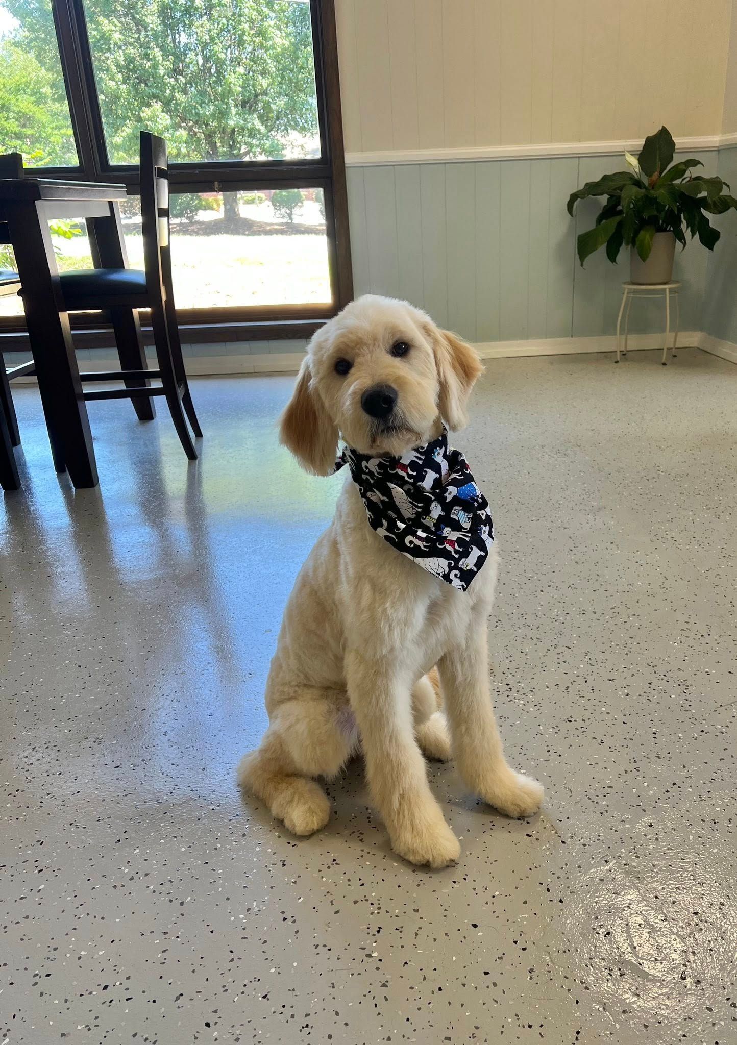 Golden-colored puppy with a patterned bandana sits indoors, looking at the camera.