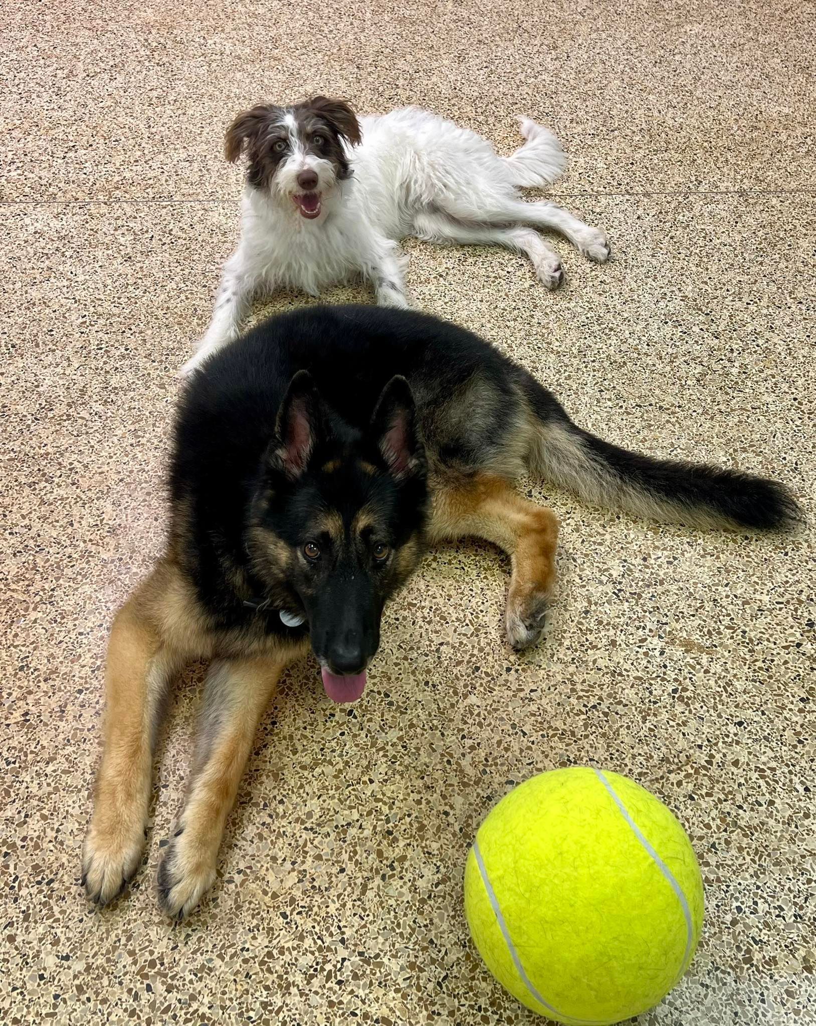 Two dogs lying on a speckled floor, one German Shepherd and one white terrier mix, near a yellow tennis ball.