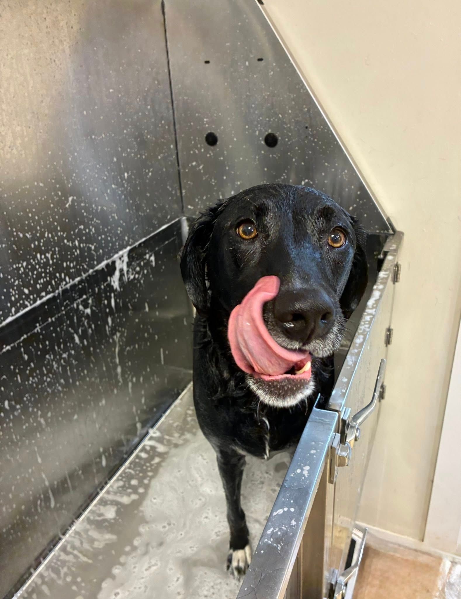 Black dog licking its nose in a stainless steel dog wash station, wet with soap.