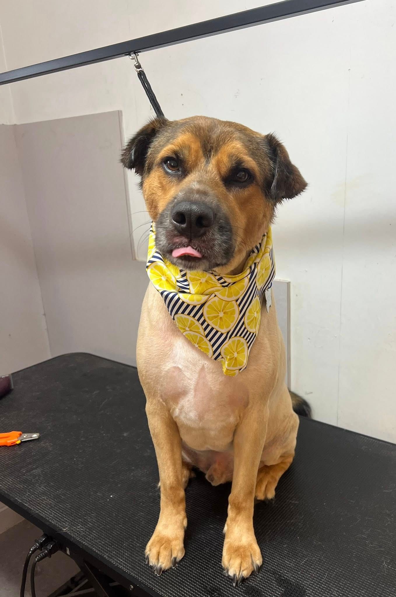 Dog with brown and tan fur, wearing a yellow bandana, sticking out its tongue, sitting on a grooming table.