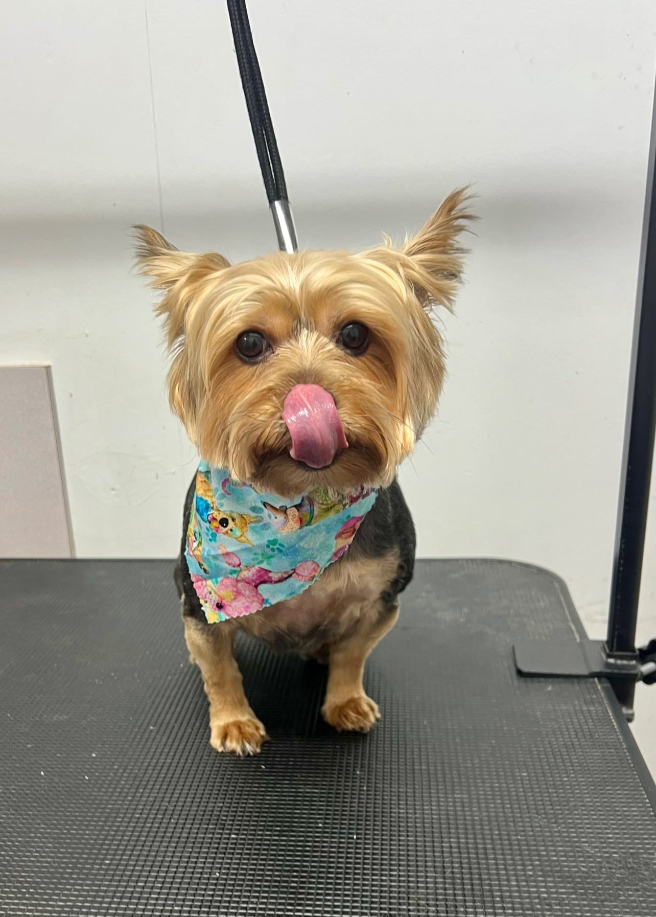 Yorkshire Terrier with tongue out, wearing a bandana, on a grooming table.