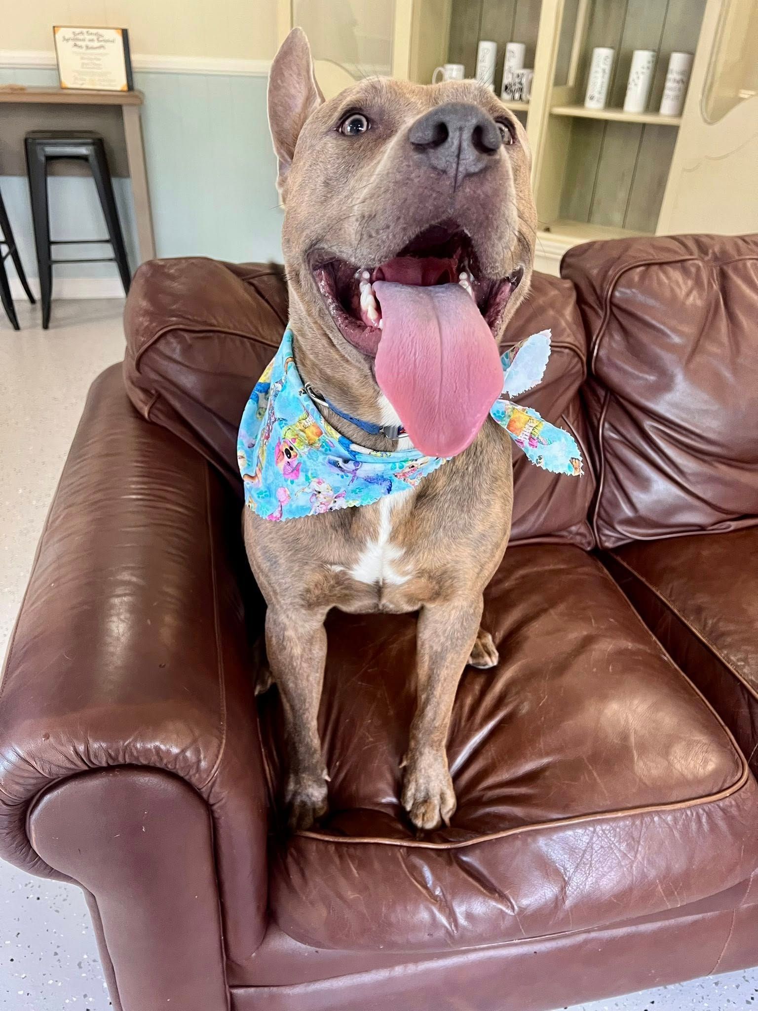 Happy brindle dog with tongue out, wearing a blue bandana, sitting on a brown leather couch indoors.