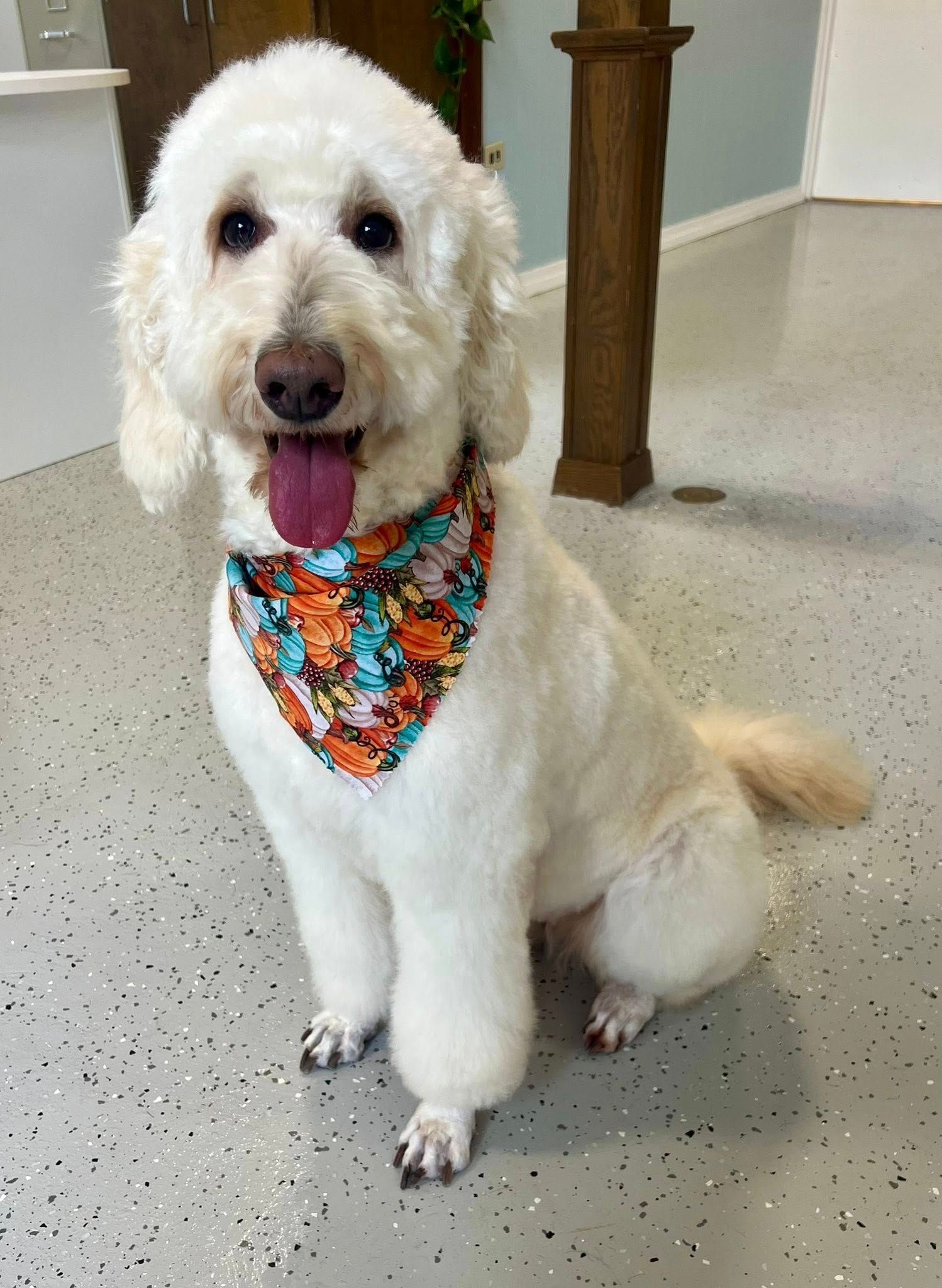 White Goldendoodle dog sitting, wearing a floral bandana, tongue out.
