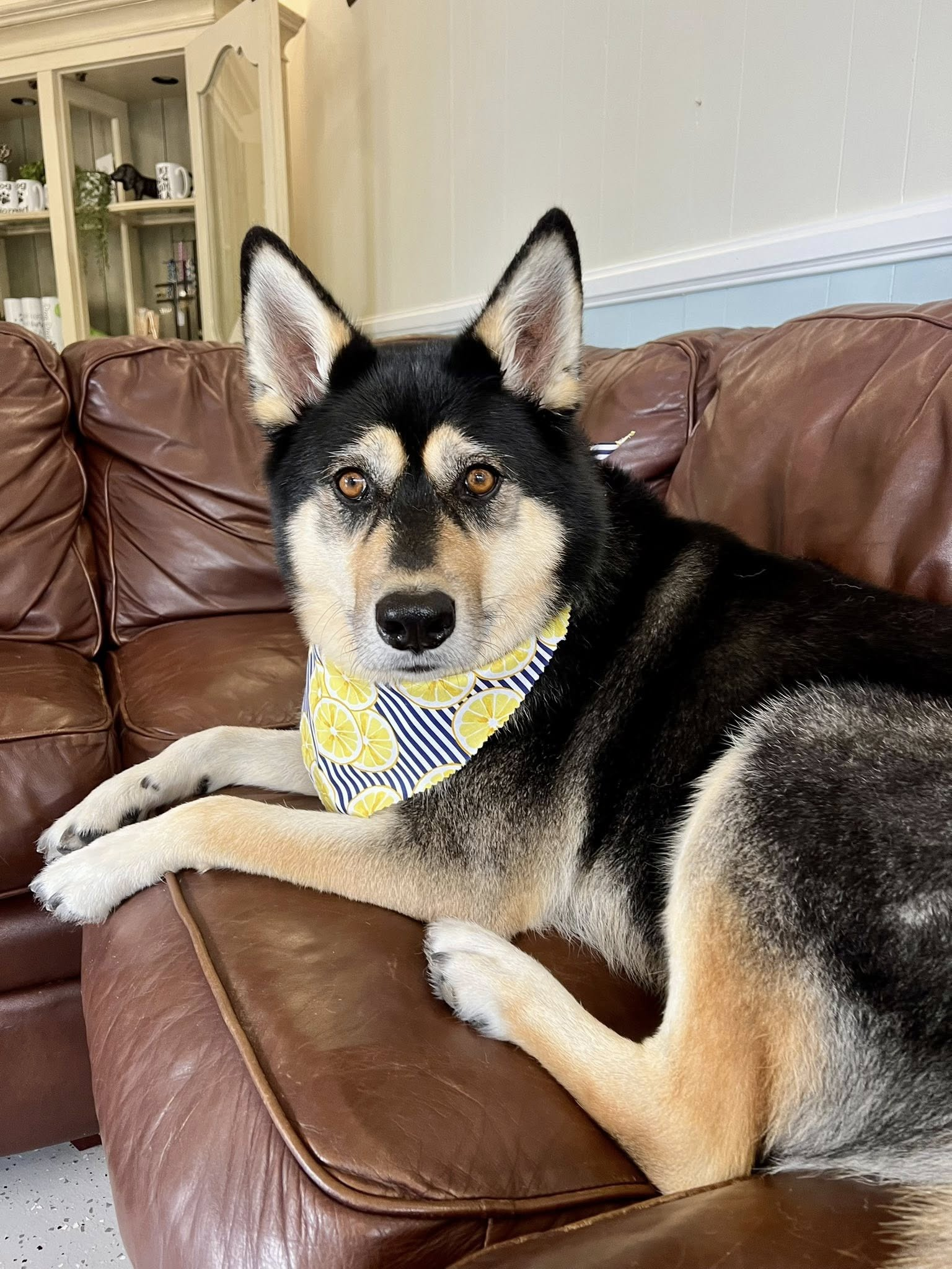 Dog with black, tan, and cream fur wearing a yellow patterned bandana, reclining on a brown leather couch.
