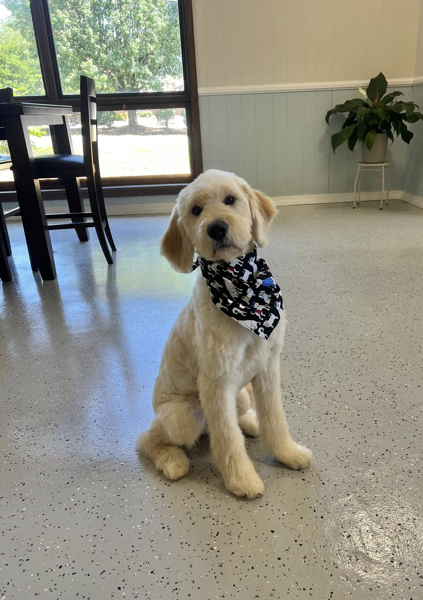 Blond Goldendoodle puppy wearing a patterned bandana, sitting indoors.