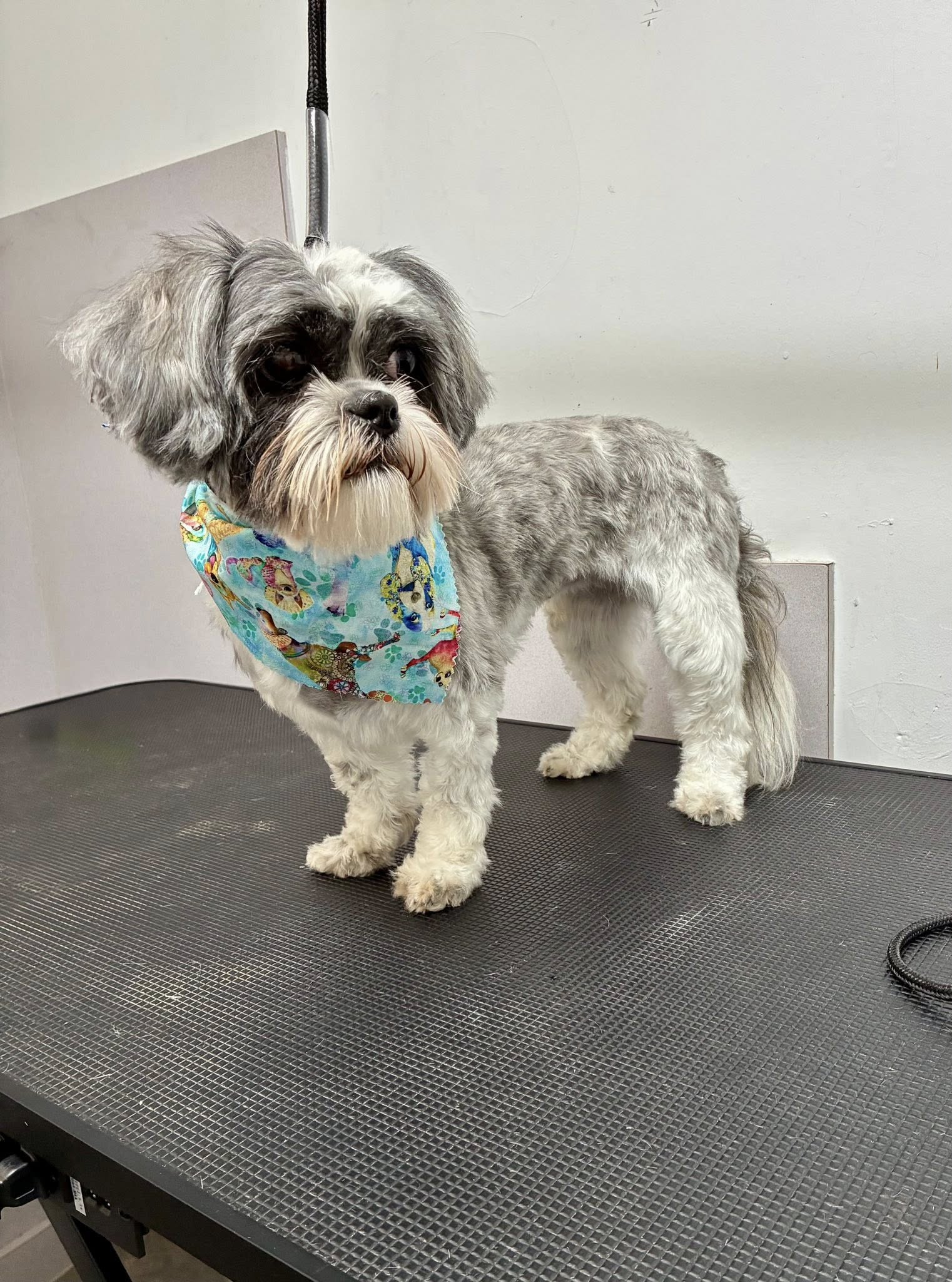 Shih Tzu dog, gray and white coat, wearing a blue bandana, stands on a grooming table.