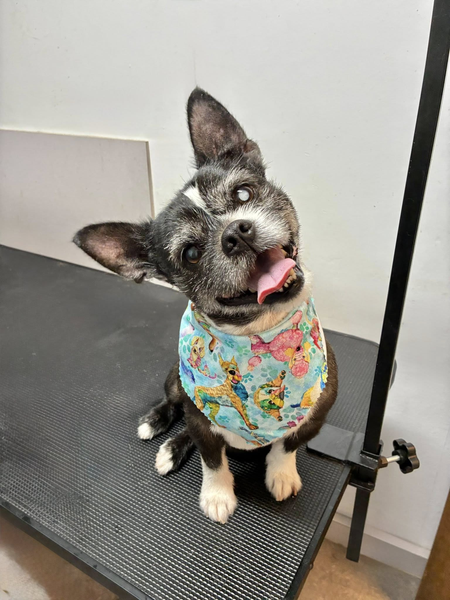 Black and white Boston Terrier with white face covered in powder, wearing a blue bandana, sitting on a grooming table.