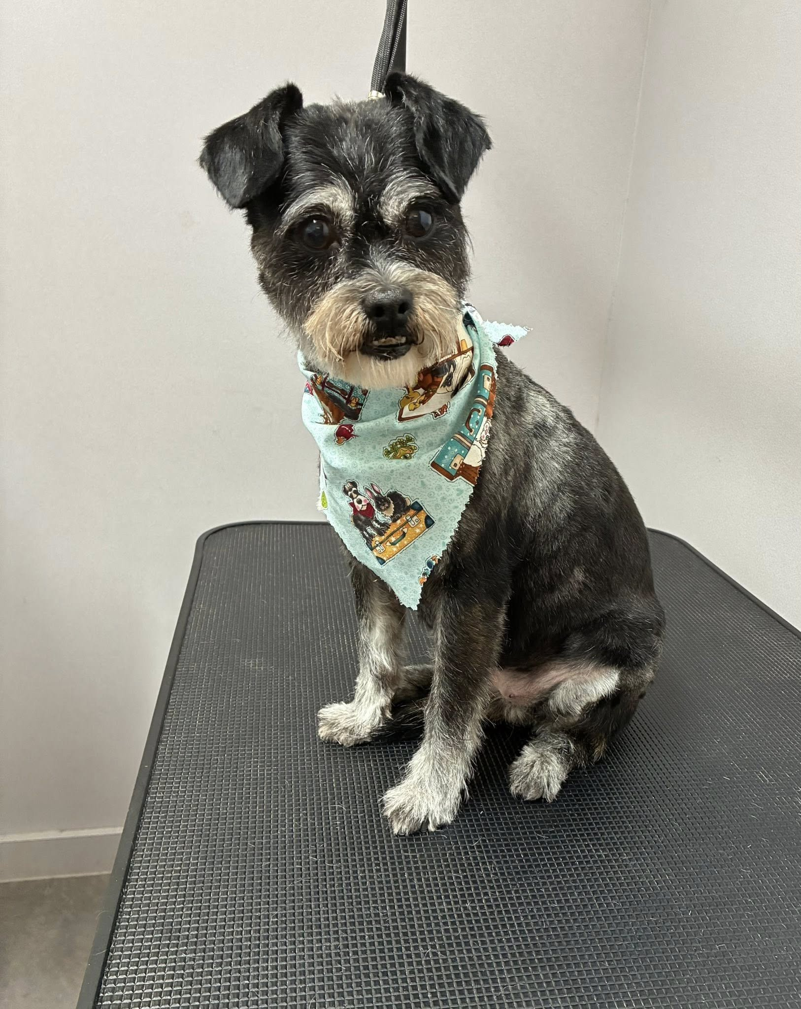 Black and silver schnauzer wearing a blue floral bandana sits on a textured black surface.
