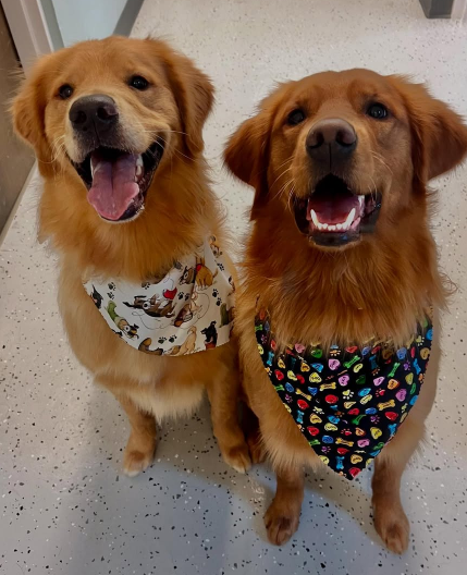 Two Golden Retrievers wearing bandanas, smiling with tongues out.