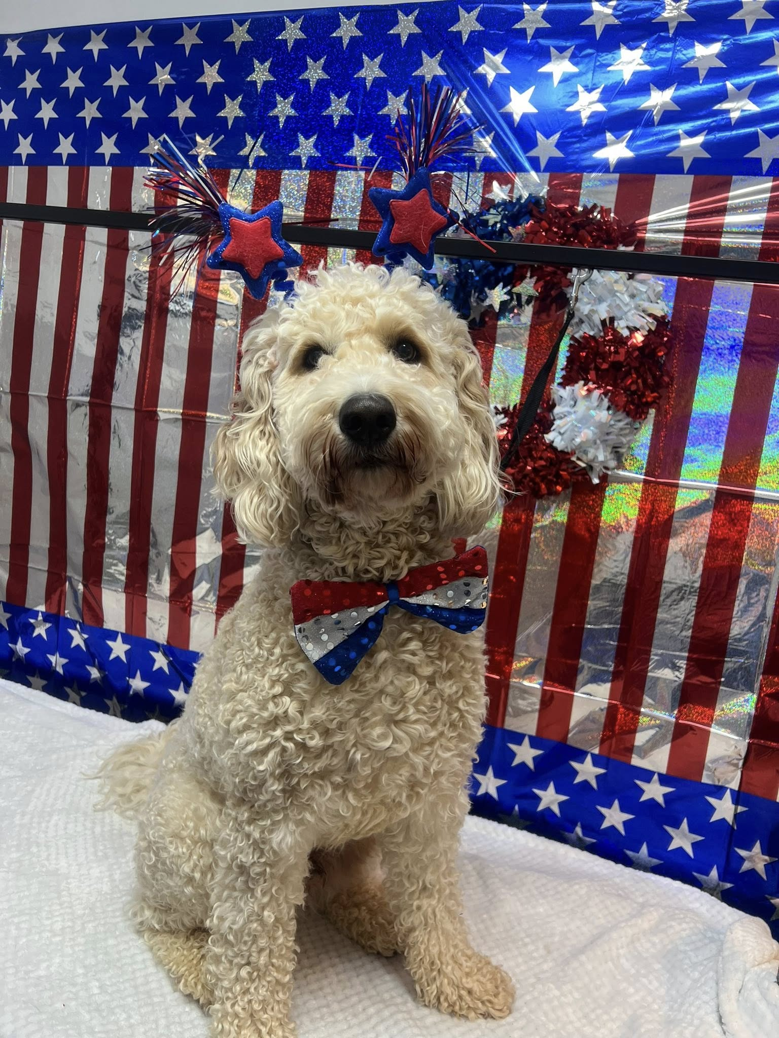 Golden doodle wearing a patriotic bow tie and headband, sitting in front of a red, white, and blue backdrop.