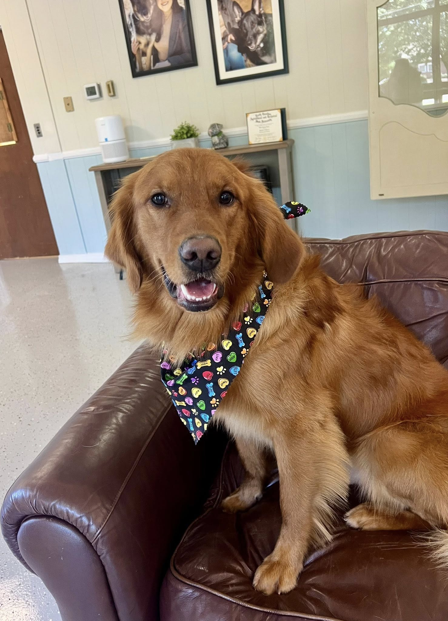 Golden retriever wearing a bandana, seated on a brown leather chair, with a happy expression.