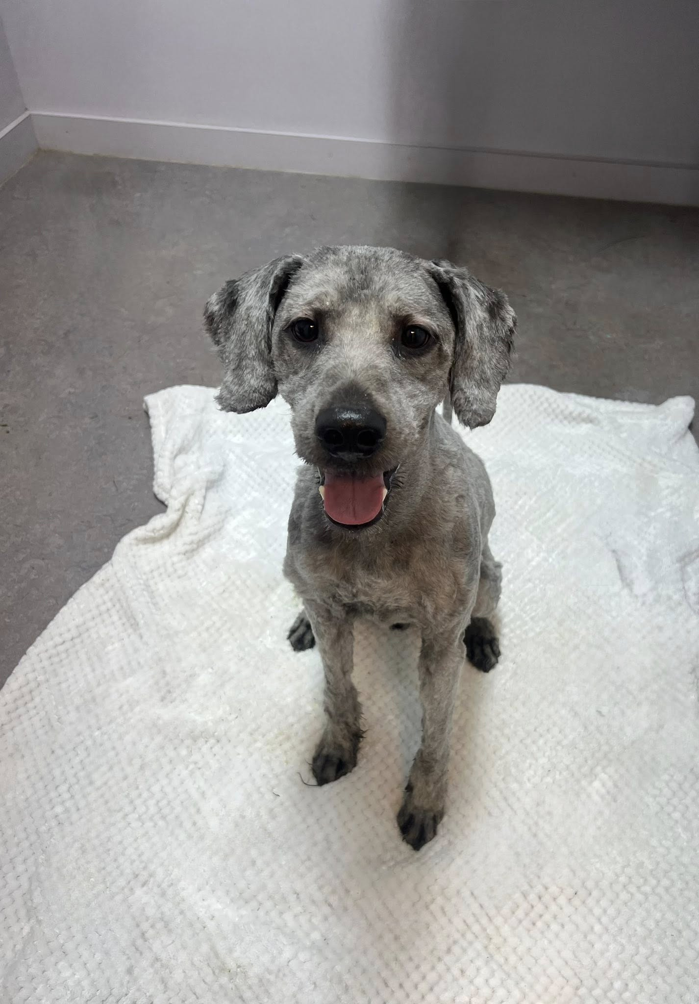 Gray dog with curly fur sits on a white towel, looking at the camera with its tongue out.