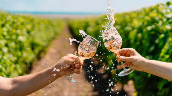 Two hands clinking champagne glasses amid a sparkling toast in a vineyard row