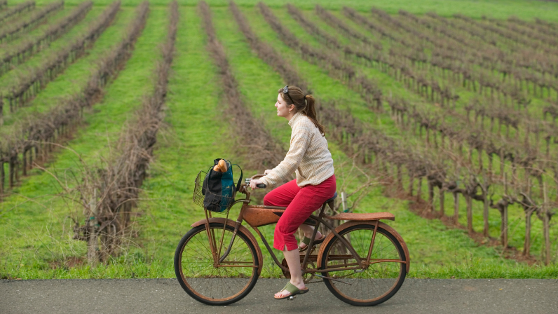 Person riding a bicycle beside vineyard rows with a front basket and a small dog inside