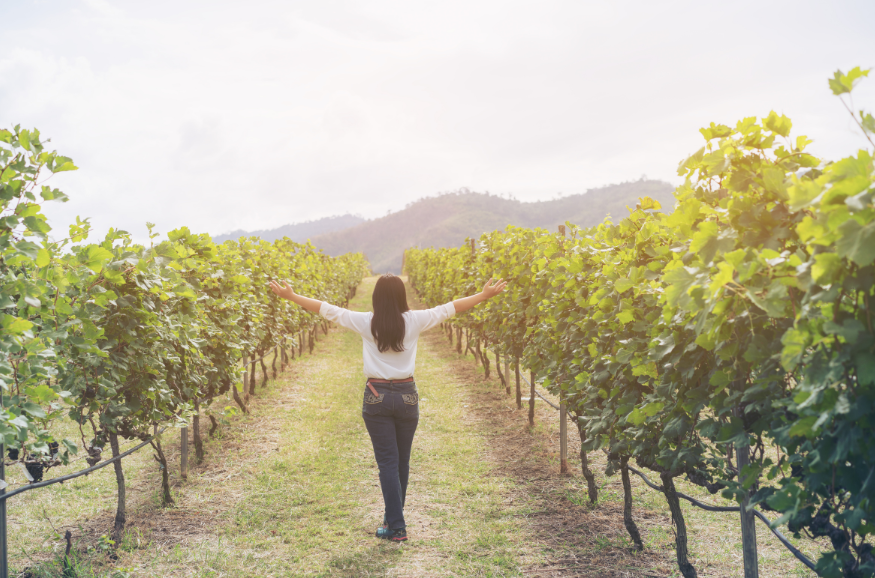 Person standing in a vineyard with arms outstretched between rows of grapevines at sunset