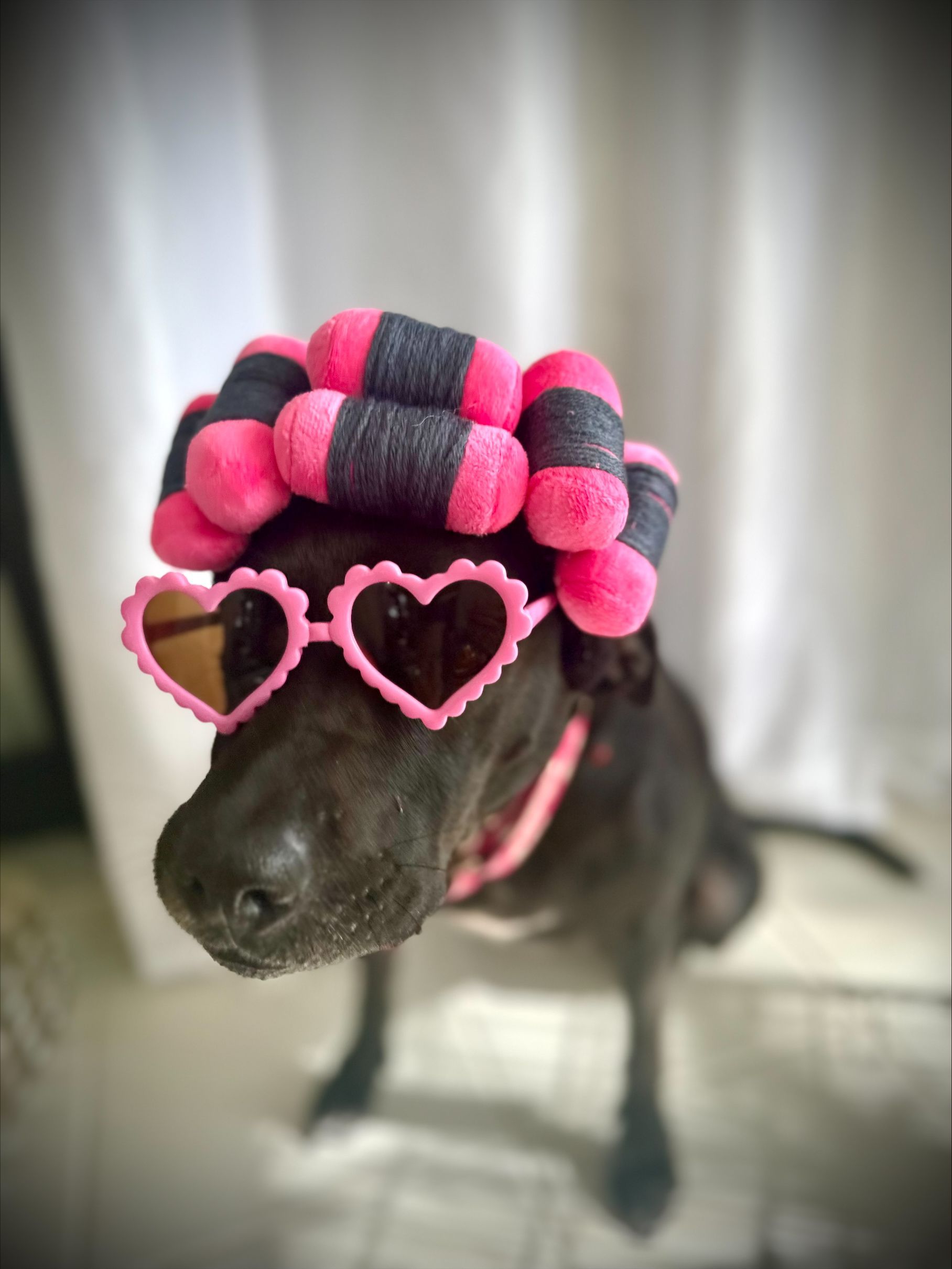 Black dog wearing pink heart-shaped glasses and pink-black curlers against a gray backdrop