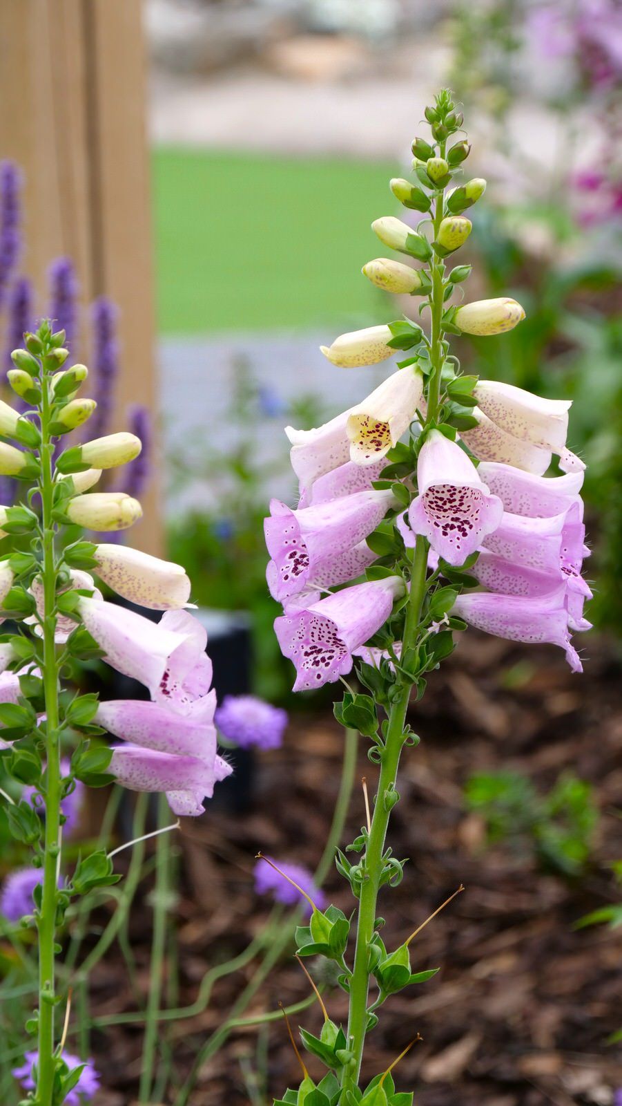 Home Mad Hatters Adventure Golf Hartford Golf Centre Cheshire