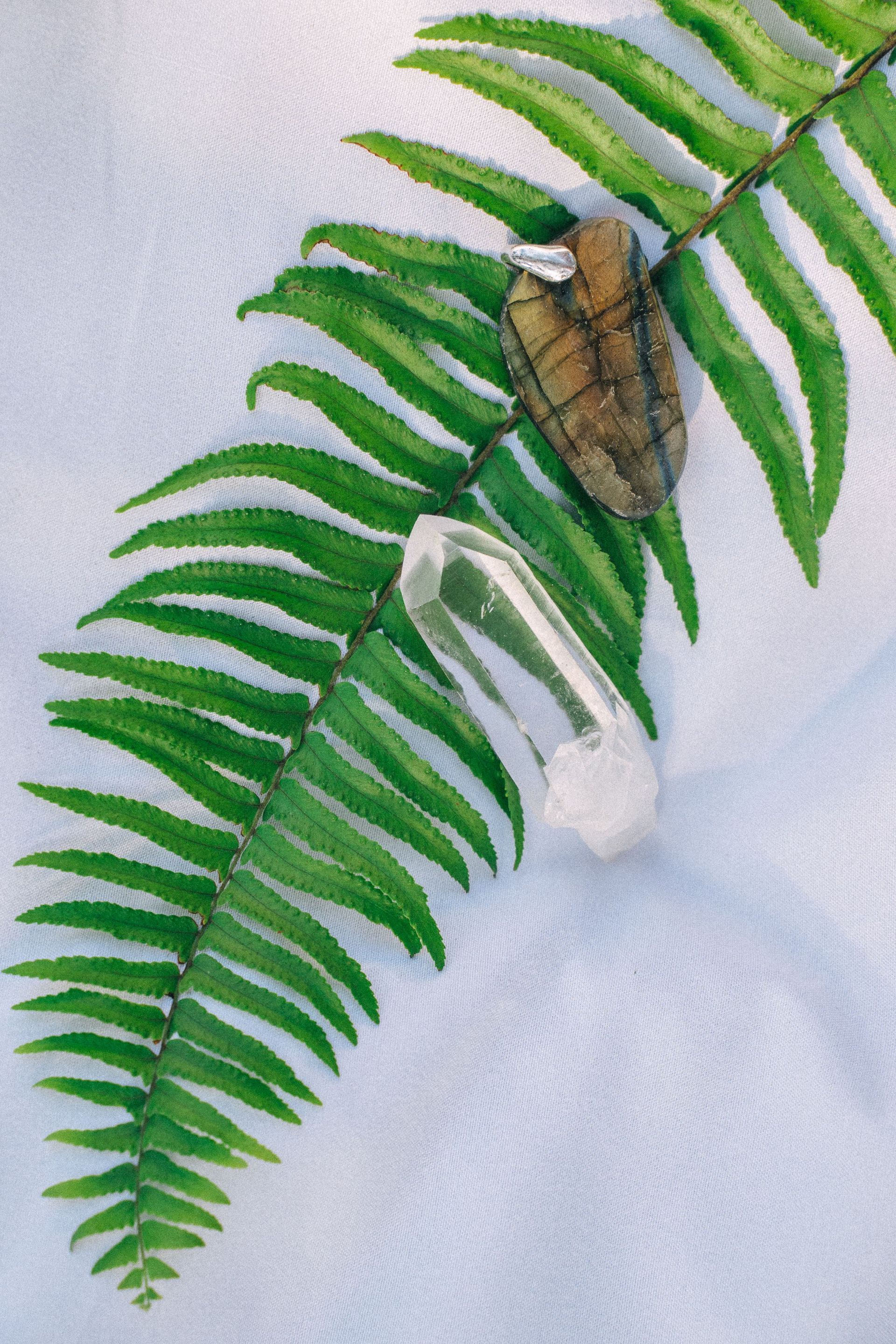 Brown moth on green fern frond with a white flower against a pale background