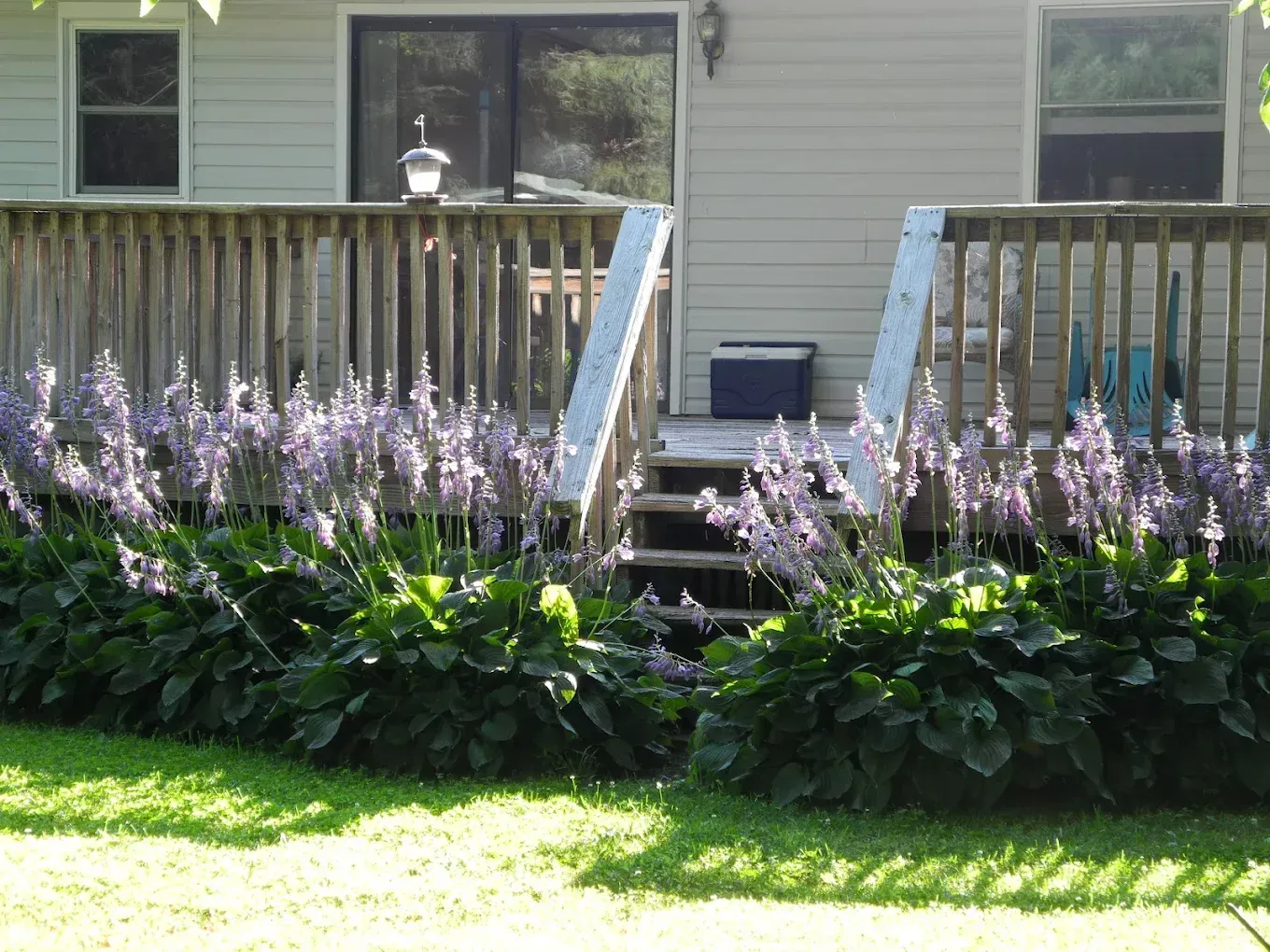 Front steps to a beige house framed by purple flowers and a wooden porch railing