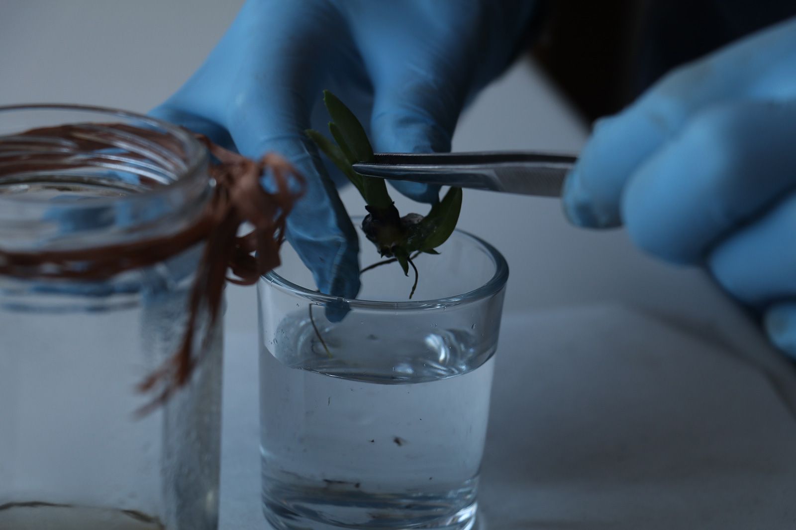 Una persona con i guanti blu usa delle pinzette per maneggiare una talea di pianta in un bicchierino d'acqua.