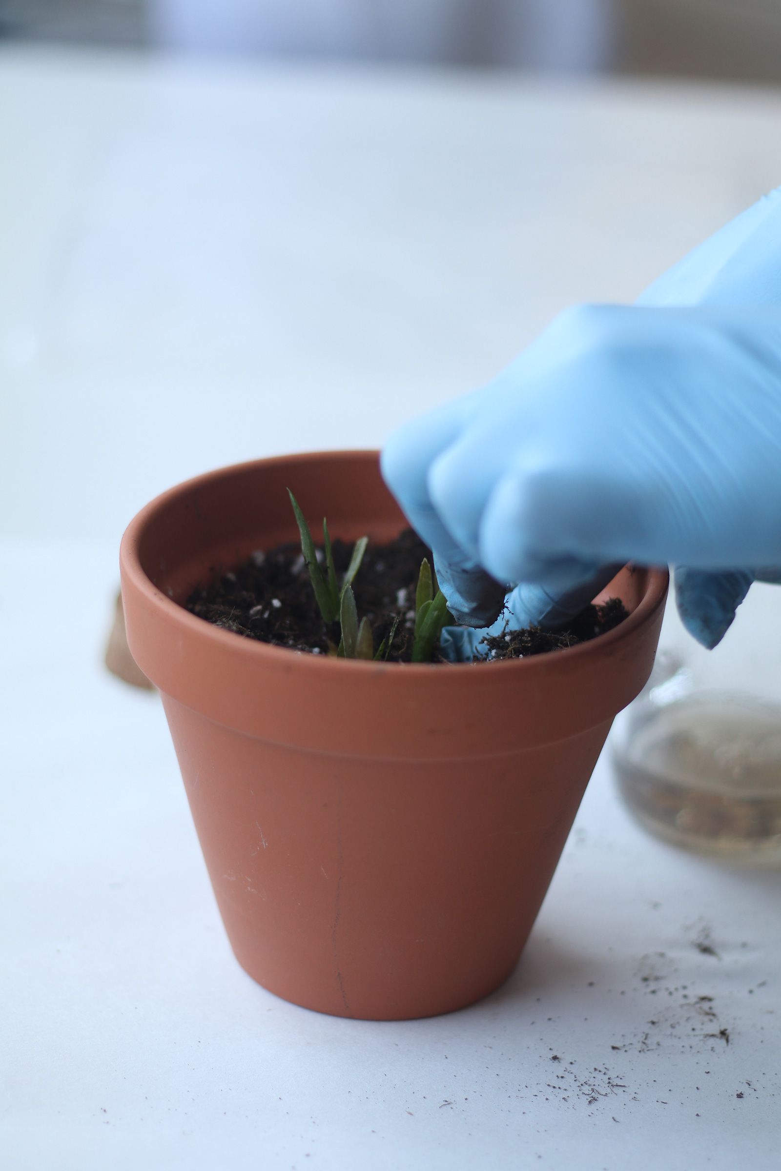 Mani con guanti blu che si prendono cura di una piccola pianta in un vaso di terracotta.
