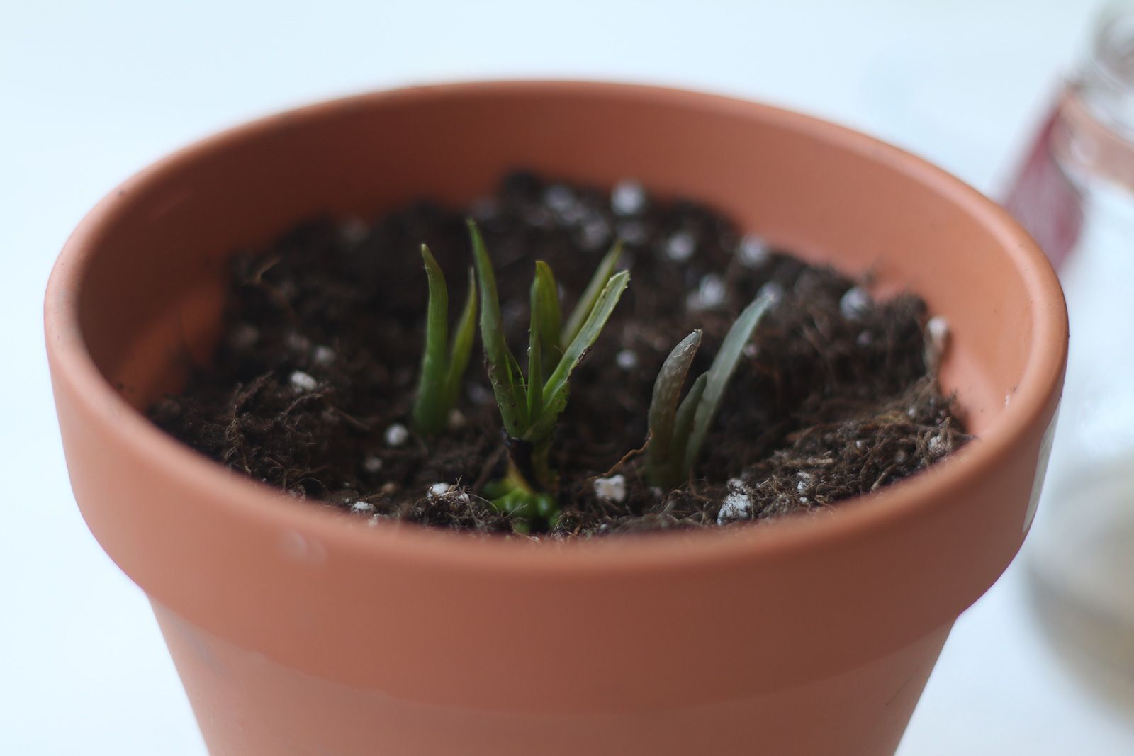 Piccoli germogli verdi in un vaso di terracotta pieno di terra.