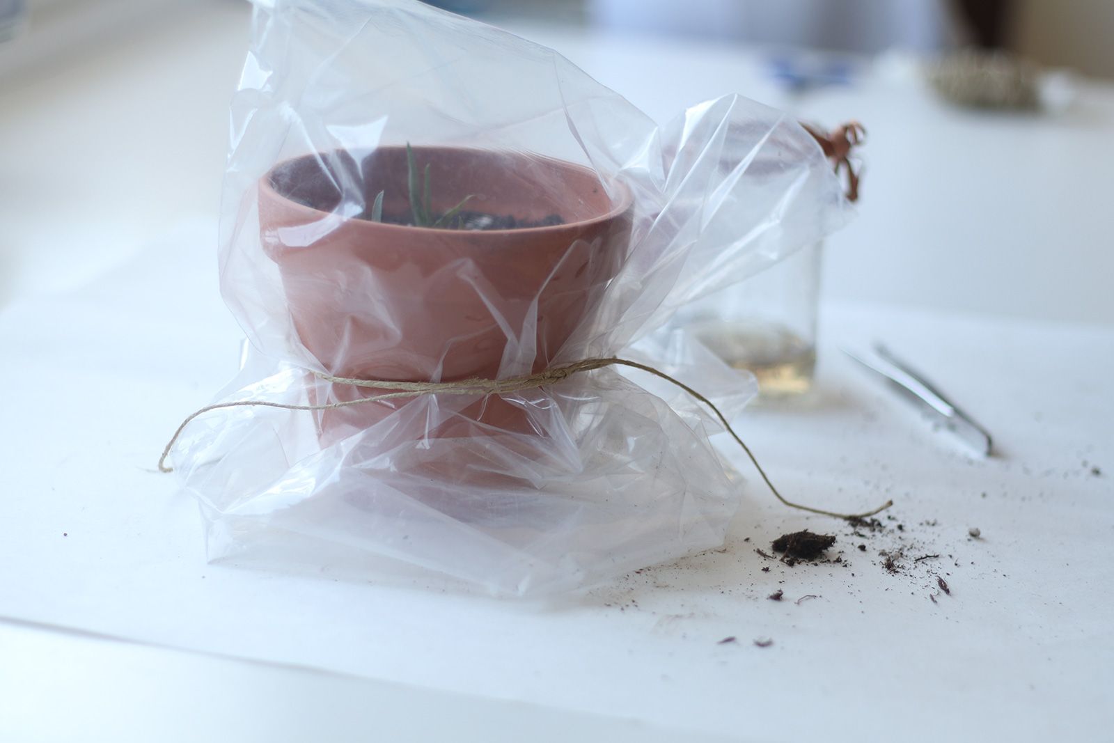 Un vaso di terracotta con una giovane pianta sigillata in un sacchetto di plastica, legata con spago, su una superficie bianca.