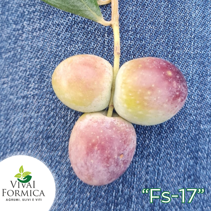 Tre olive, rosa/gialle, gambo con foglia, sfondo blu denim. Etichetta