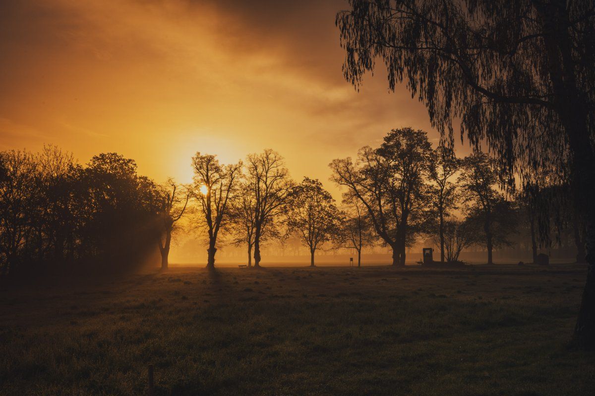 Silhouette of Trees in Parkland, WA