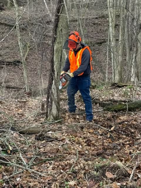 Person in orange safety gear using a chainsaw in a wooded area