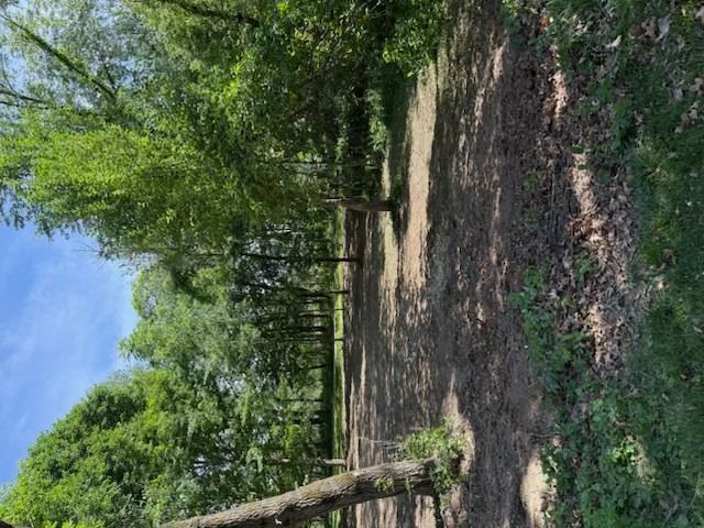 Wooded park trail with green trees, a dirt path, and blue sky