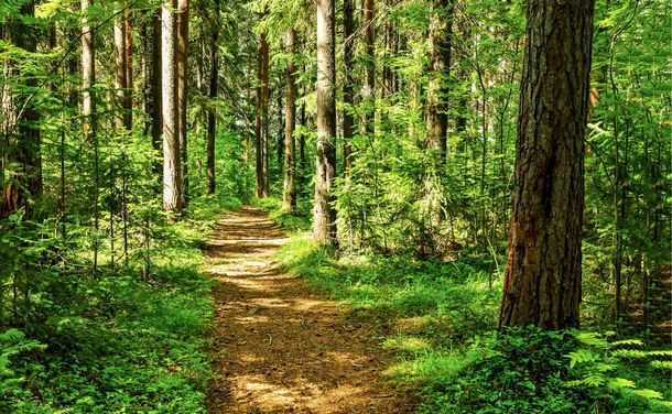Sunlit forest trail winding through tall trees and lush green undergrowth