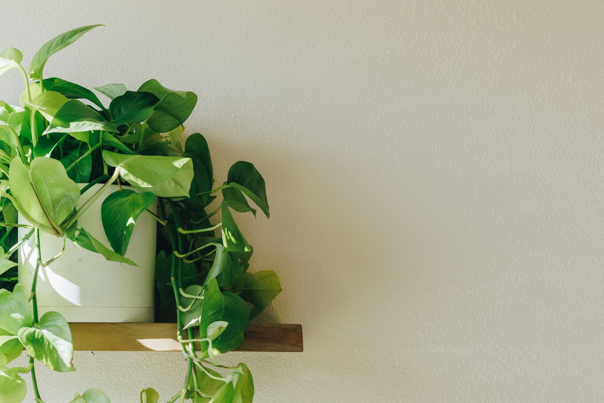 Potted green trailing plant on a wooden shelf against a light wall