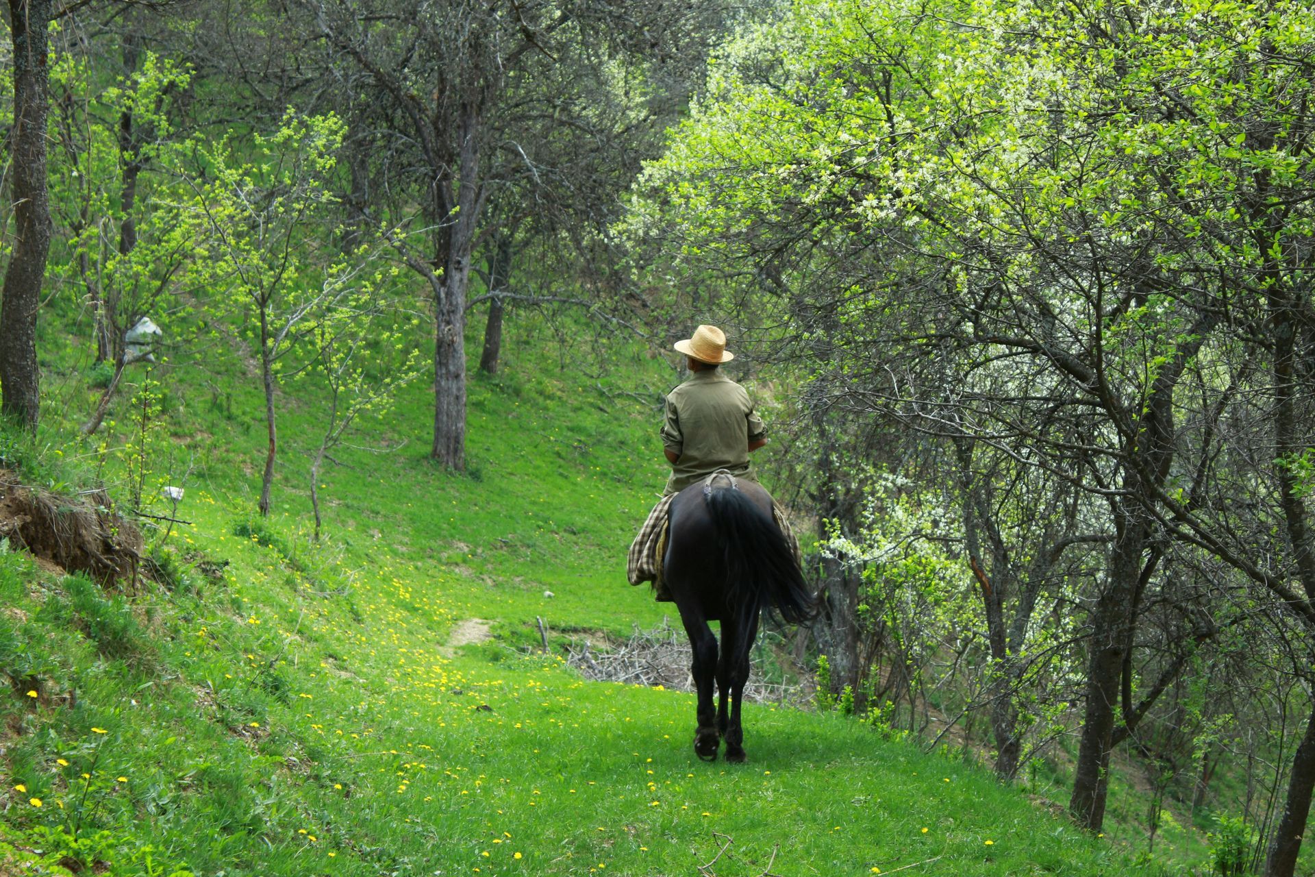Person riding a black horse along a bright green forest path