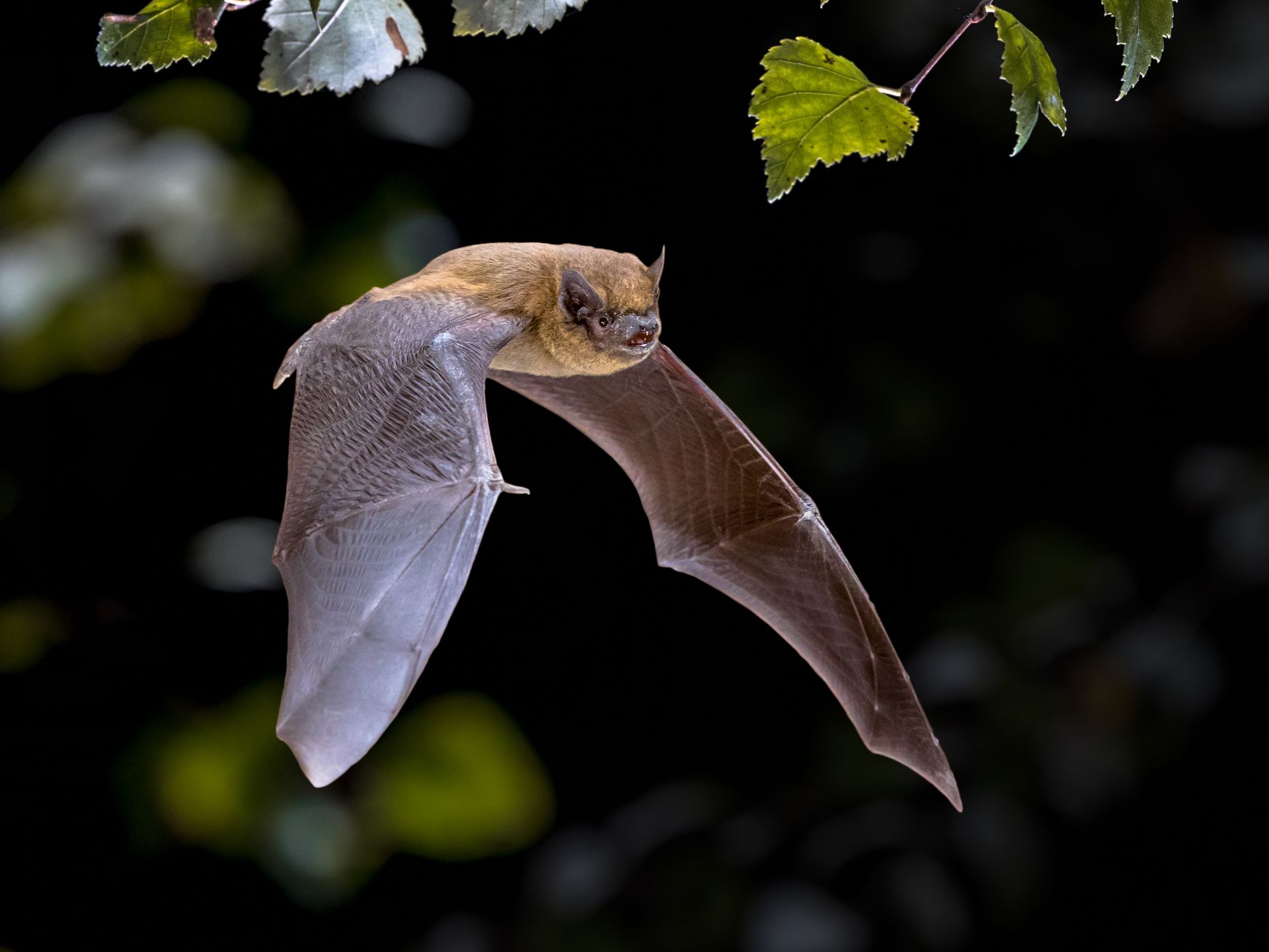 Bat in flight with wings spread against a dark background, framed by green leaves