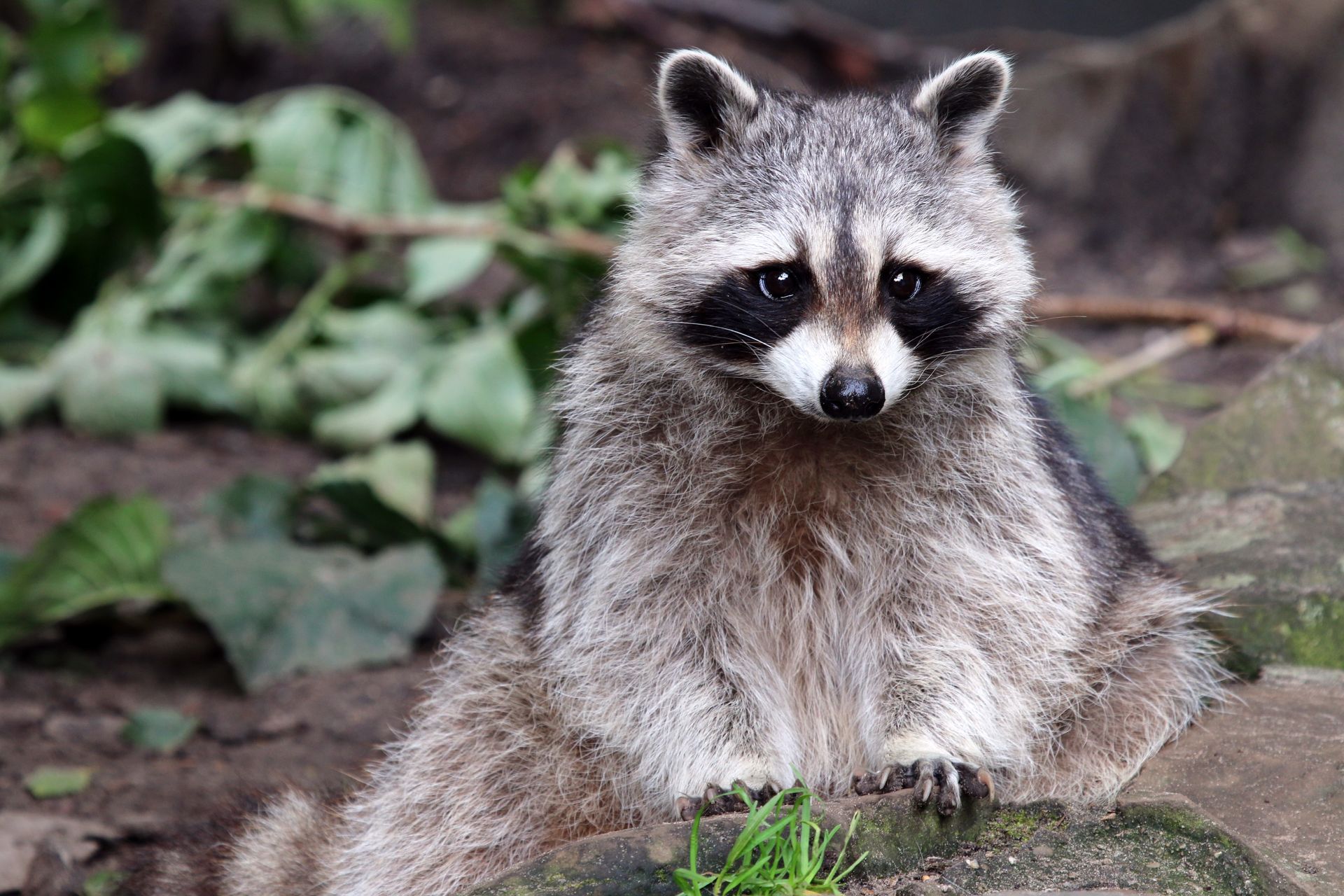 A raccoon sitting on a rock in a leafy outdoor setting, facing forward.
