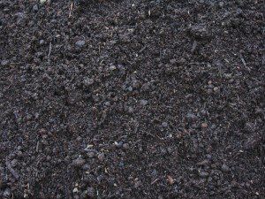 Mushroom Compost State College