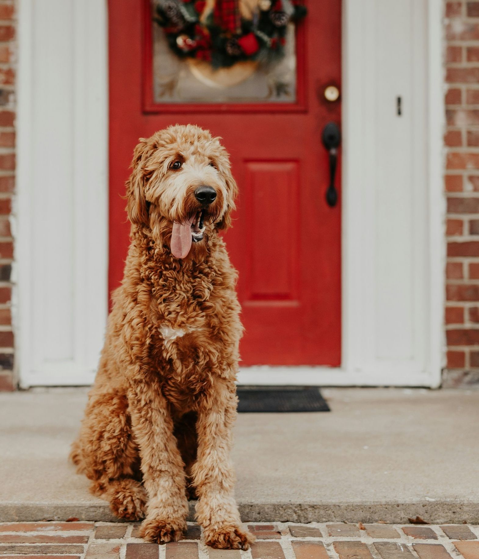 A dog is sitting in front of a red door with a wreath on it.